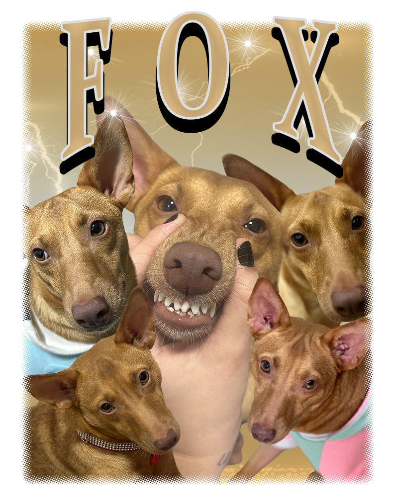 Camiseta Personalizada com Foto e Nome do Seu Pet